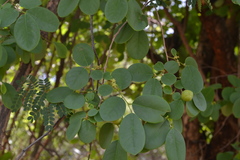 Cleistanthus collinus